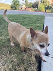 Found/Stray Unknown Dog last seen Banyan flts, Dallas, TX 75208