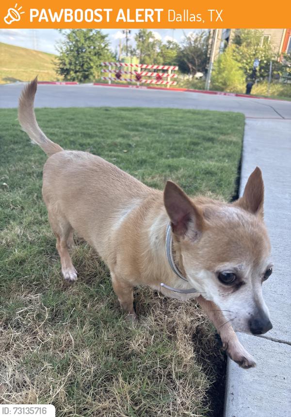 Found/Stray Unknown Dog last seen Banyan flts, Dallas, TX 75208