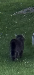 Found/Stray Unknown Cat last seen Jackson and Lincoln, McAdoo, PA 18237
