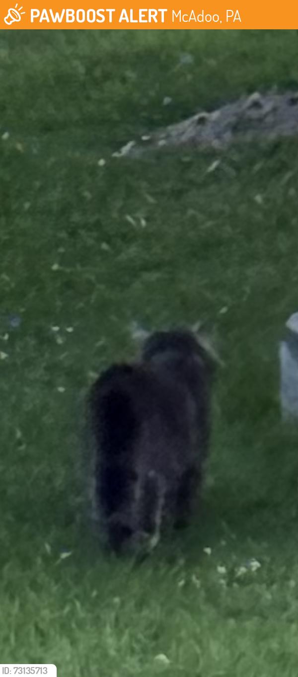 Found/Stray Unknown Cat last seen Jackson and Lincoln, McAdoo, PA 18237