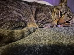 Reunited Male Cat last seen Pioneer Trail, Mantua, OH 44255