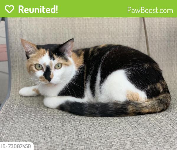 Reunited Female Cat last seen Jordan’s pasture, Cheyenne, WY 82009