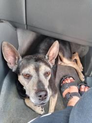 Found/Stray Male Dog last seen Bridgehead Road Antioch, CA Regional Park, Antioch, CA 94561