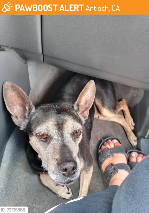 Found/Stray Male Dog last seen Bridgehead Road Antioch, CA Regional Park, Antioch, CA 94561