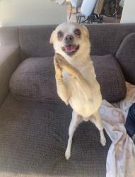 Reunited Male Dog last seen Near E Whittier St, Tucson, AZ 85711, USA, Tucson, AZ 85711