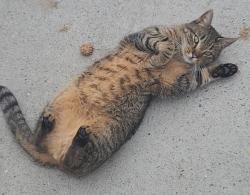 Lost Female Cat last seen McDonald avenue and Caton Avenue, Brooklyn, NY 11218