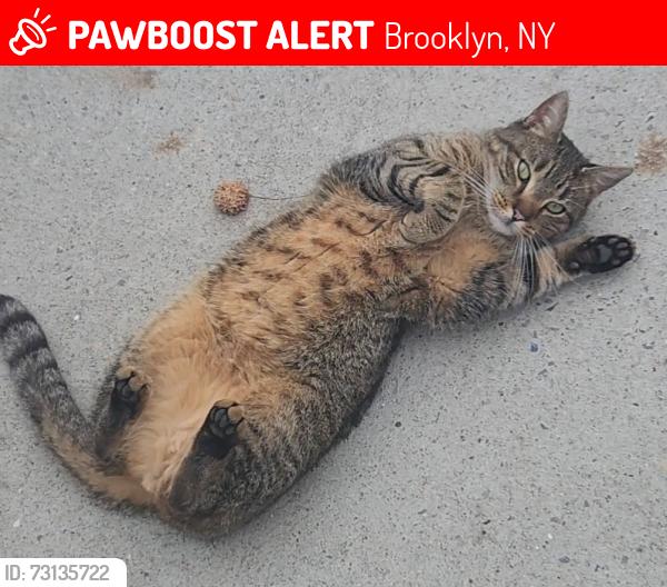 Lost Female Cat last seen McDonald avenue and Caton Avenue, Brooklyn, NY 11218