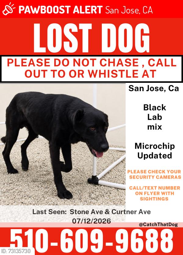 Lost Male Dog last seen San Tomas express way Campbell, Santa Clara, CA 95051