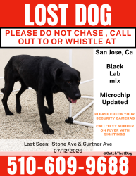 Lost Male Dog last seen Lewis rd San Jose, San Jose, CA 95111
