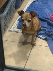 Reunited Male Dog last seen Sagegate and Blackhawk, Houston, TX 77089