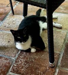 Lost Male Cat last seen 136th St and 72nd Avenue, Palmetto Bay, FL 33158