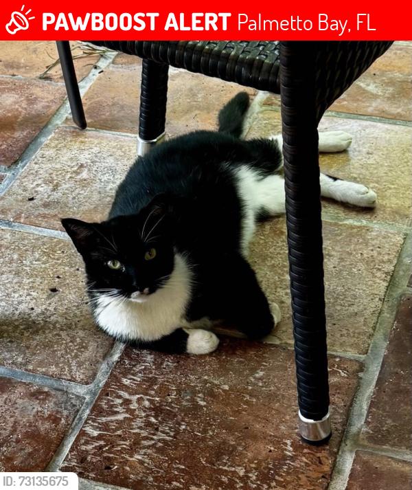 Lost Male Cat last seen 136th St and 72nd Avenue, Palmetto Bay, FL 33158