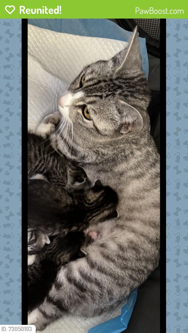 Reunited Female Cat last seen 56th Street and Thunderbird, Scottsdale, AZ 85254