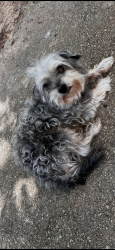 Lost Male Dog last seen Near wynona dr, Marietta, GA 30060