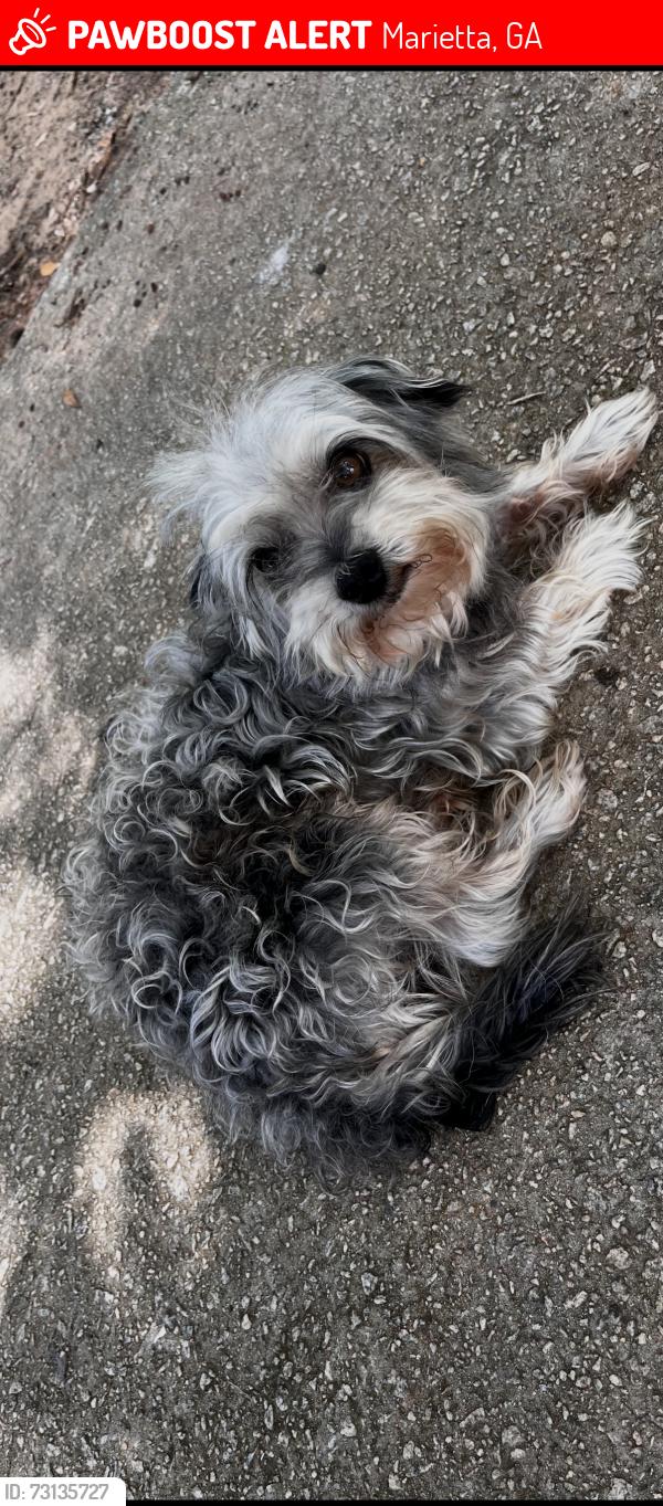 Lost Male Dog last seen Near wynona dr, Marietta, GA 30060
