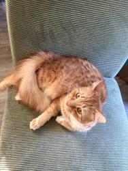 Reunited Male Cat last seen Piedmont Ave and Joyner Street, Gibsonville NC, Gibsonville, NC 27249