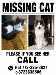 Reunited Female Cat last seen Near n spokane ave, Chicago, IL 60646