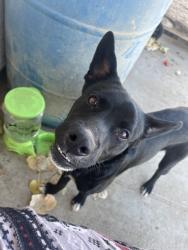 Lost Male Dog last seen ghost ranch commiunty, Casa Grande, AZ 85122