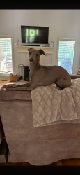Reunited Female Dog last seen Jefferson St and Second St, Statham, GA 30666