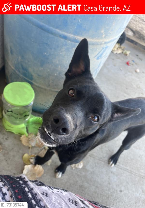 Lost Male Dog last seen ghost ranch commiunty, Casa Grande, AZ 85122