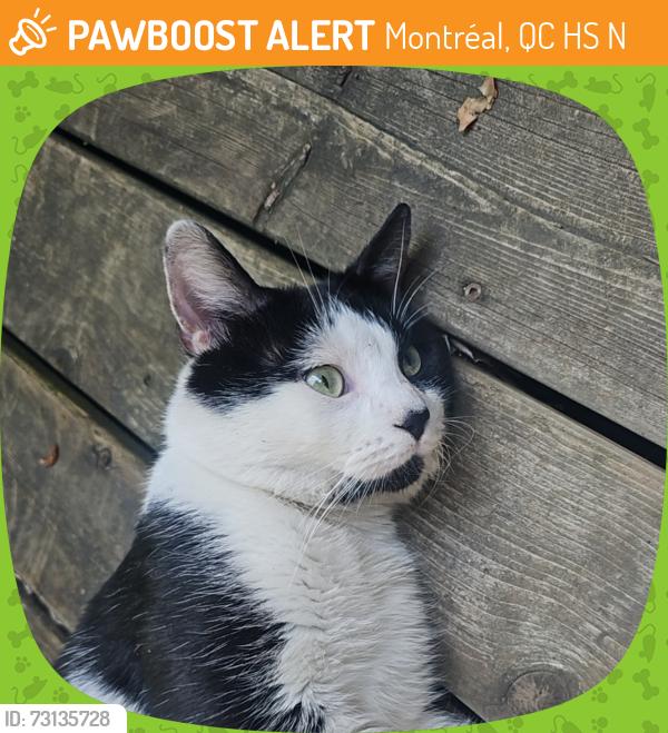 Found/Stray Unknown Cat last seen Crossing road, Montréal, QC H3S 1N1