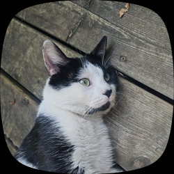 Found/Stray Unknown Cat last seen Crossing road, Montréal, QC H3S 1N1