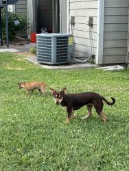 Found/Stray Unknown Dog last seen Between cinnamon creek and hamilton, San Antonio, TX 78240