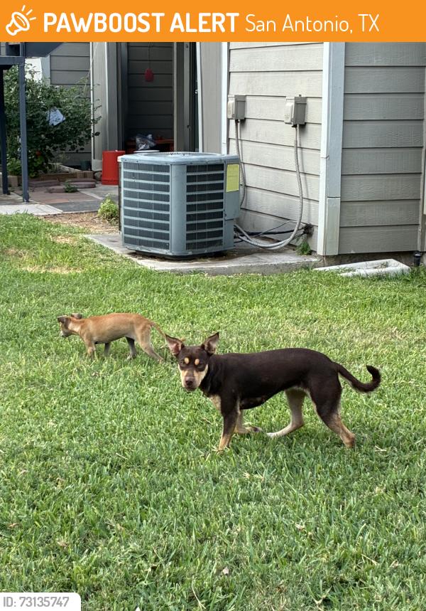 Found/Stray Unknown Dog last seen Between cinnamon creek and hamilton, San Antonio, TX 78240