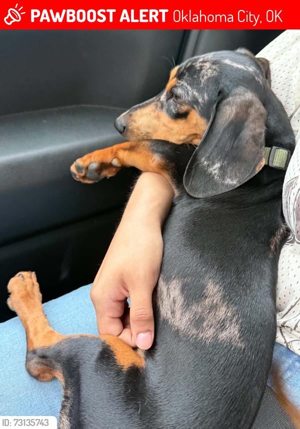Lost Male Dog last seen Near variety care, Oklahoma City, OK 73109