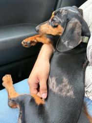 Lost Male Dog last seen Near variety care, Oklahoma City, OK 73109