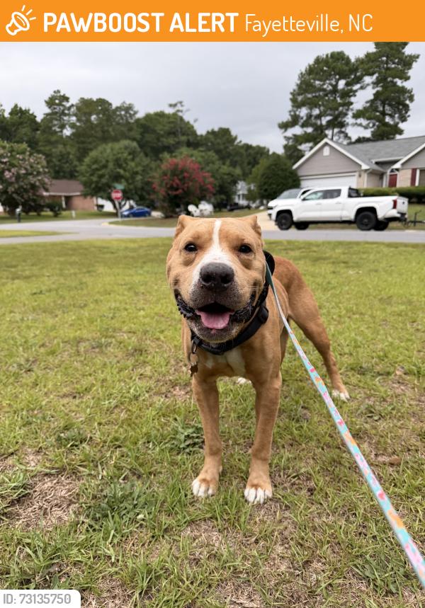 Found/Stray Male Dog last seen Skyline and lonmoor drive intersection of lake rim shores, Fayetteville, NC 28314