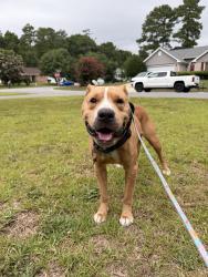 Found/Stray Male Dog last seen Skyline and lonmoor drive intersection of lake rim shores, Fayetteville, NC 28314