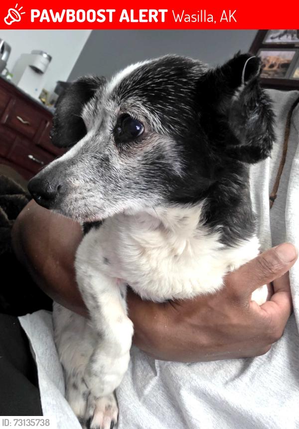 Lost Male Dog last seen Bumpas Ballpark, Wasilla, AK 99654