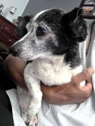 Lost Male Dog last seen Bumpas Ballpark, Wasilla, AK 99654