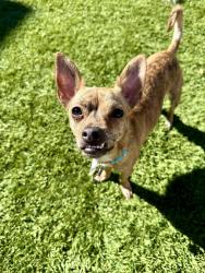 Lost Male Dog last seen Glenn and Mountain, Tucson, AZ 85719