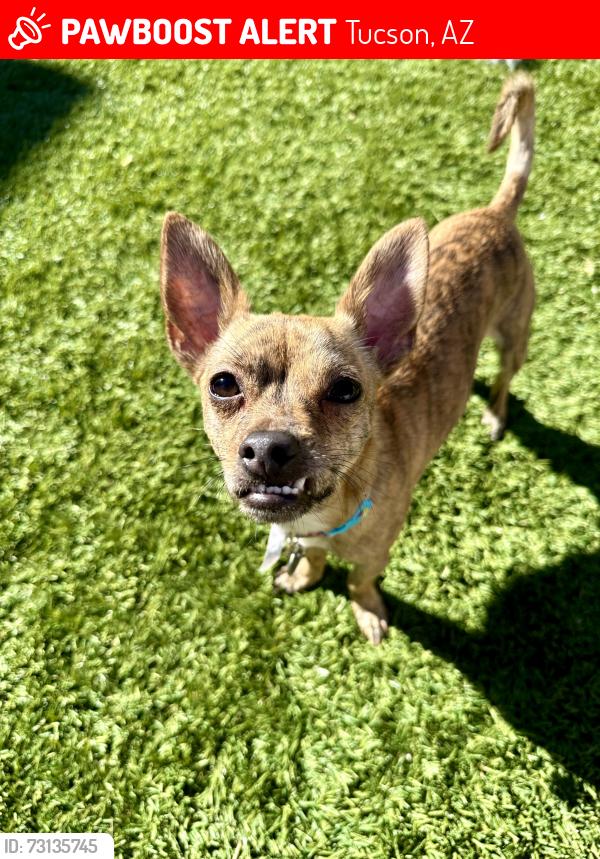 Lost Male Dog last seen Glenn and Mountain, Tucson, AZ 85719