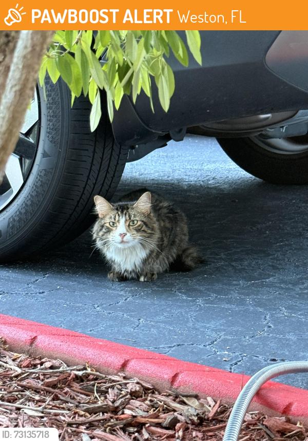 Found/Stray Unknown Cat last seen San Remo , Talavera rd , Weston ,Fl 33326, Weston, FL 33326