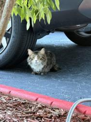 Found/Stray Unknown Cat last seen San Remo , Talavera rd , Weston ,Fl 33326, Weston, FL 33326