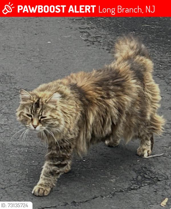 Lost Female Cat last seen Long branch Avenue, Long Branch, NJ 07740