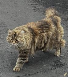 Lost Female Cat last seen Long branch Avenue, Long Branch, NJ 07740