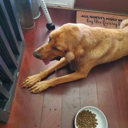 Reunited Female Dog last seen Central Ave Riverside Ca, Riverside, CA 92506