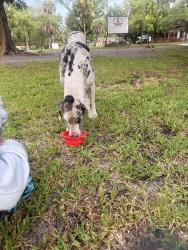 Found/Stray Female Dog last seen Nelson Ave and commonwealth Avenue, Jacksonville, FL 32254