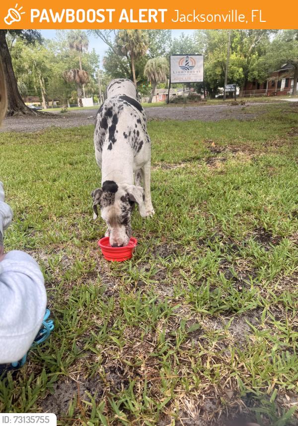 Found/Stray Female Dog last seen Nelson Ave and commonwealth Avenue, Jacksonville, FL 32254