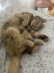 Lost Female Cat last seen st margets church, Syracuse, NY 13211