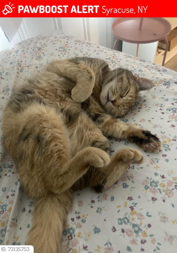 Lost Female Cat last seen st margets church, Syracuse, NY 13211