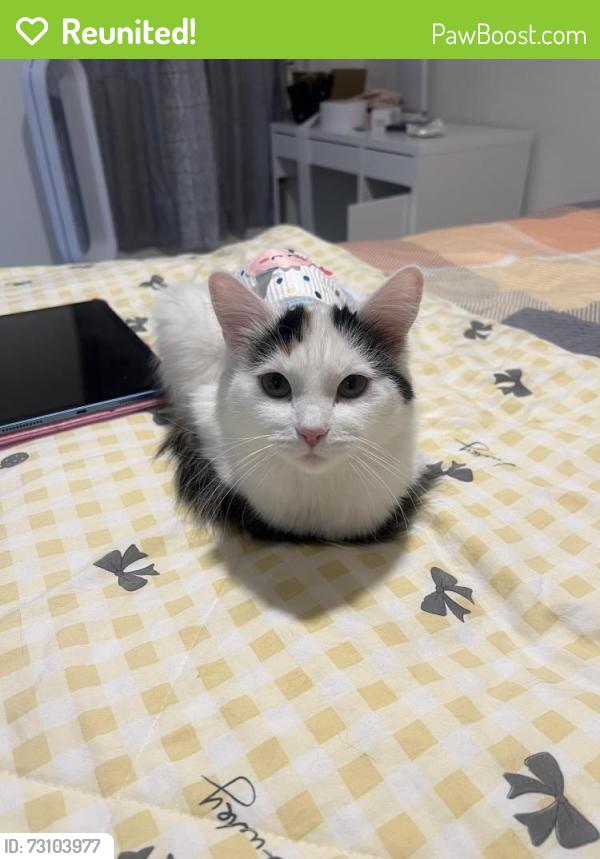 Reunited Female Cat last seen Near w Hanover grove las Vegas nv 89148, Las Vegas, NV 89148