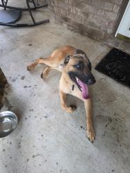 Found/Stray Male Dog last seen S Cedar and Tarver, Temple, TX 76502