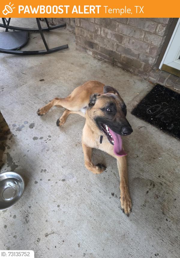 Found/Stray Male Dog last seen S Cedar and Tarver, Temple, TX 76502