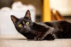 Found/Stray Unknown Cat last seen Between old bergen and JFK, Jersey City, NJ 07305