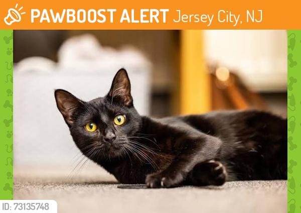 Found/Stray Unknown Cat last seen Between old bergen and JFK, Jersey City, NJ 07305